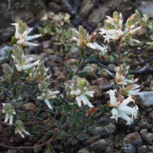 Brachyloma daphnoides at Coree, ACT - 5 Sep 2015 08:21 AM