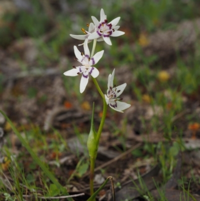 Wurmbea dioica subsp. dioica (Early Nancy) at Bullen Range - 5 Sep 2015 by KenT