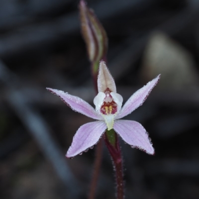 Caladenia fuscata (Dusky Fingers) at Coree, ACT - 4 Sep 2015 by KenT