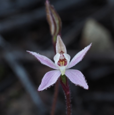 Caladenia fuscata (Dusky Fingers) at Coree, ACT - 5 Sep 2015 by KenT