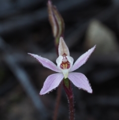 Caladenia fuscata (Dusky Fingers) at Bullen Range - 4 Sep 2015 by KenT