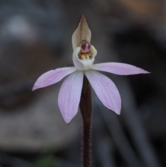 Caladenia fuscata at Coree, ACT - 5 Sep 2015