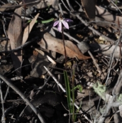 Caladenia fuscata at Coree, ACT - 5 Sep 2015