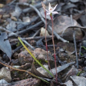 Caladenia fuscata at Coree, ACT - 5 Sep 2015