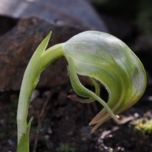 Pterostylis nutans at Paddys River, ACT - 5 Sep 2015