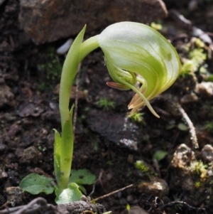 Pterostylis nutans at Paddys River, ACT - 5 Sep 2015