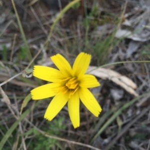 Microseris walteri at Gungahlin, ACT - 6 Sep 2015 03:53 PM