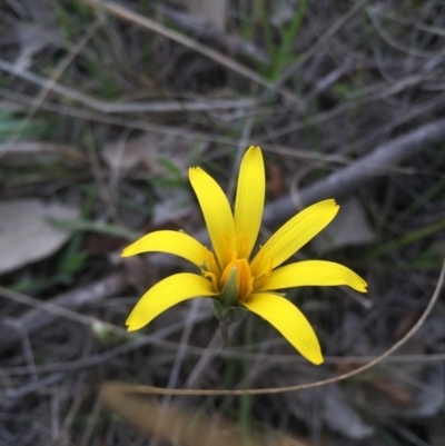 Microseris walteri (Yam Daisy, Murnong) at Gungahlin, ACT - 6 Sep 2015 by AaronClausen