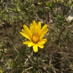 Microseris walteri (Yam Daisy, Murnong) at Gungahlin, ACT - 6 Sep 2015 by AaronClausen
