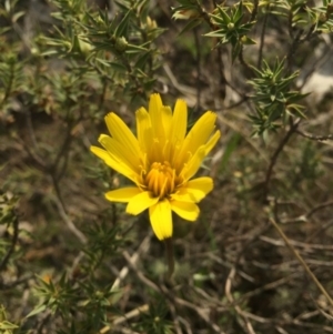 Microseris walteri at Gungahlin, ACT - 6 Sep 2015 03:55 PM