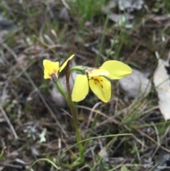 Diuris chryseopsis (Golden Moth) at Goorooyarroo NR (ACT) - 6 Sep 2015 by AaronClausen