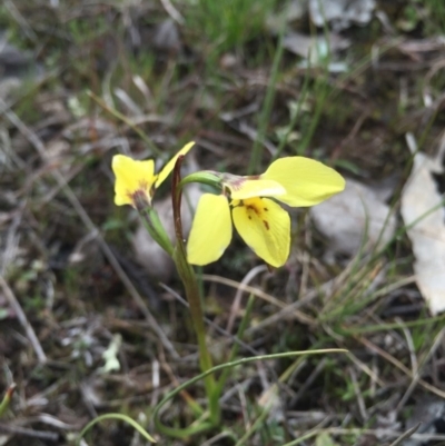 Diuris chryseopsis (Golden Moth) at Gungahlin, ACT - 6 Sep 2015 by AaronClausen