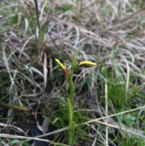 Diuris chryseopsis at Gungahlin, ACT - 6 Sep 2015