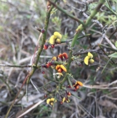 Daviesia genistifolia (Broom Bitter Pea) at Goorooyarroo NR (ACT) - 6 Sep 2015 by AaronClausen
