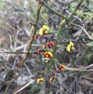 Daviesia genistifolia at Gungahlin, ACT - 6 Sep 2015