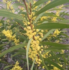 Acacia rubida (Red-stemmed Wattle, Red-leaved Wattle) at Goorooyarroo NR (ACT) - 6 Sep 2015 by AaronClausen