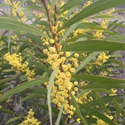 Acacia rubida (Red-stemmed Wattle, Red-leaved Wattle) at Gungahlin, ACT - 6 Sep 2015 by AaronClausen