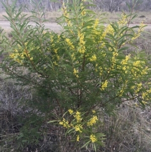 Acacia rubida at Gungahlin, ACT - 6 Sep 2015