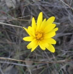 Microseris walteri (Yam Daisy, Murnong) at Gungahlin, ACT - 6 Sep 2015 by AaronClausen