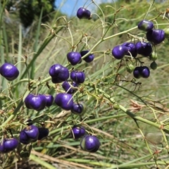 Dianella sp. aff. longifolia (Benambra) (Pale Flax Lily, Blue Flax Lily) at Pollinator-friendly garden Conder - 15 Jan 2015 by michaelb