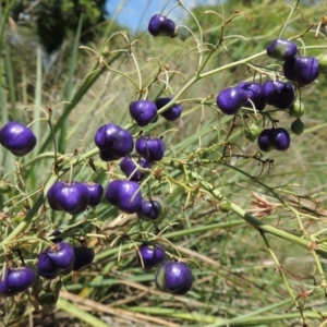 Dianella sp. aff. longifolia (Benambra) at Conder, ACT - 15 Jan 2015 12:54 PM