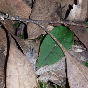 Chiloglottis reflexa at Canberra Central, ACT - 6 Sep 2015