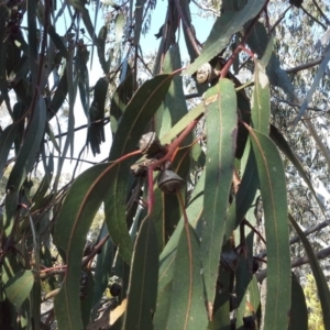 Eucalyptus globulus subsp. bicostata at Symonston, ACT - 5 Sep 2015