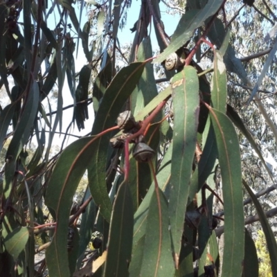 Eucalyptus bicostata (Southern Blue Gum, Eurabbie) at Symonston, ACT - 4 Sep 2015 by Mike