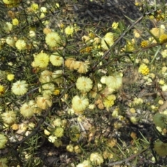 Acacia ulicifolia (Prickly Moses) at Garran, ACT - 5 Sep 2015 by Mike