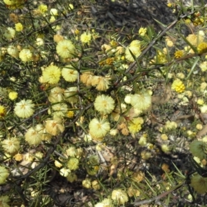 Acacia ulicifolia at Garran, ACT - 5 Sep 2015