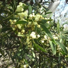 Acacia melanoxylon (Blackwood) at Garran, ACT - 5 Sep 2015 by Mike