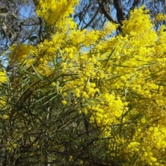 Acacia boormanii (Snowy River Wattle) at Mount Mugga Mugga - 5 Sep 2015 by Mike