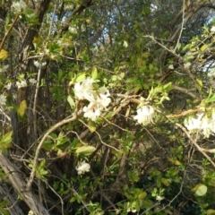 Lonicera fragrantissima (Winter Honeysuckle) at Jerrabomberra, ACT - 22 Aug 2015 by Mike