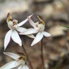 Caladenia fuscata (Dusky Fingers) at Black Mountain - 6 Sep 2015 by JasonC