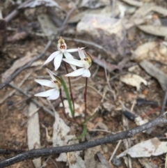 Caladenia fuscata at Acton, ACT - suppressed