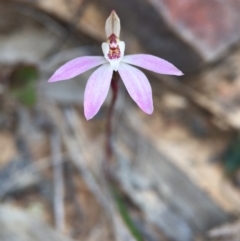 Caladenia fuscata (Dusky Fingers) at Acton, ACT - 6 Sep 2015 by JasonC