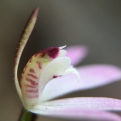 Caladenia fuscata at Acton, ACT - 6 Sep 2015