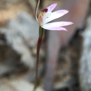 Caladenia fuscata at Acton, ACT - 6 Sep 2015