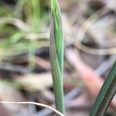 Thelymitra sp. at Black Mountain - 6 Sep 2015 by JasonC