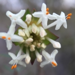 Pimelea linifolia (Slender Rice Flower) at Black Mountain - 6 Sep 2015 by JasonC