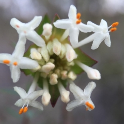 Pimelea linifolia (Slender Rice Flower) at Acton, ACT - 6 Sep 2015 by JasonC