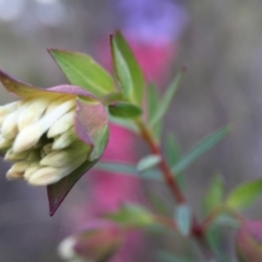 Pimelea linifolia at Acton, ACT - 6 Sep 2015 08:14 PM