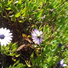 Dimorphotheca ecklonis (South African Daisy) at Isaacs, ACT - 22 Aug 2015 by Mike