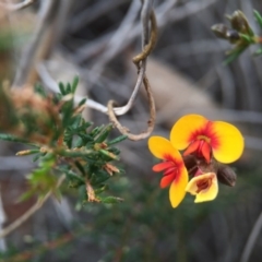 Dillwynia phylicoides (A Parrot-pea) at Black Mountain - 6 Sep 2015 by JasonC