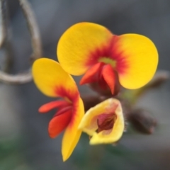 Dillwynia phylicoides at Black Mountain - 6 Sep 2015