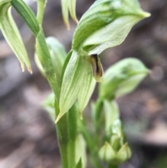 Bunochilus umbrinus (Broad-sepaled Leafy Greenhood) at Acton, ACT - 6 Sep 2015 by JasonC