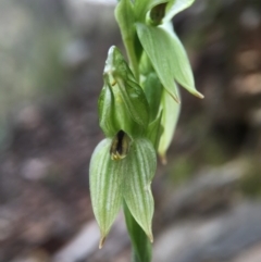 Bunochilus umbrinus (ACT) = Pterostylis umbrina (NSW) at suppressed - 6 Sep 2015