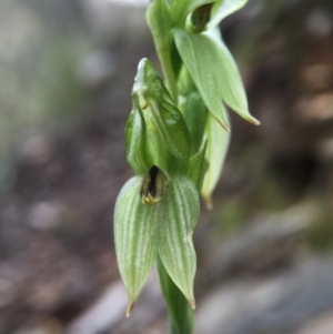 Bunochilus umbrinus (ACT) = Pterostylis umbrina (NSW) at suppressed - 6 Sep 2015