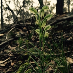 Bunochilus umbrinus (ACT) = Pterostylis umbrina (NSW) at suppressed - 6 Sep 2015