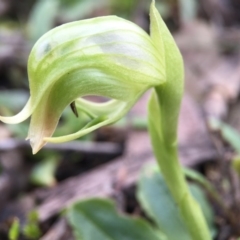 Pterostylis nutans (Nodding Greenhood) at Black Mountain - 6 Sep 2015 by JasonC